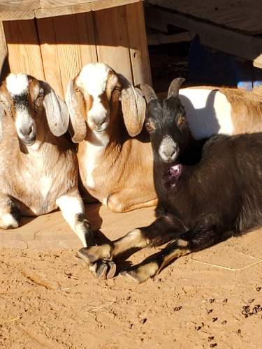 Feed for my animals