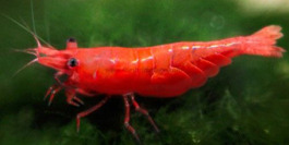 10 Grade AA Red Cherry Shrimp 