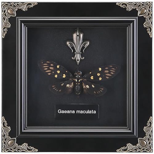 Real Butterfly Framed Handmade, Taxidermy Butterfly Shadow Box Collection, Framed Butterfly Taxidermy for Gothic Home Decor (E_Yellow Spotted Cicada) - E_yellow Spotted Cicada
