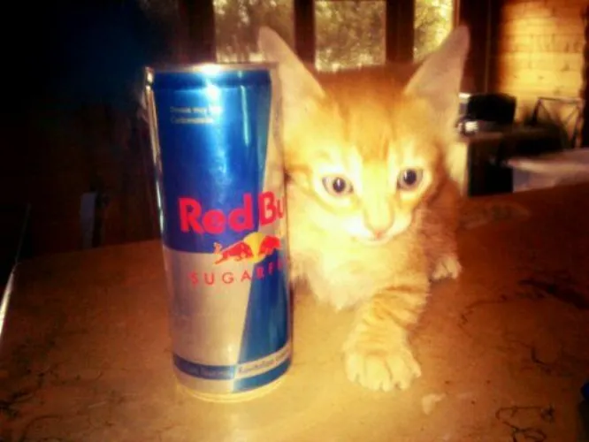 buy me redbull !!