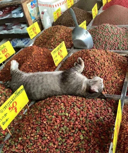 monthly kitty food 