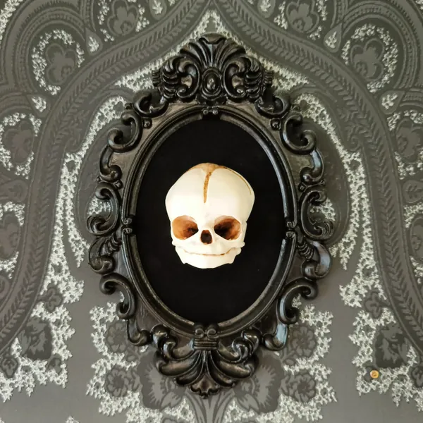 Framed human fetal skull black edition, baby skull oddity, resin casted replica, fetus, curiosity cabinet, 3D Gothic Wall Art - oddities