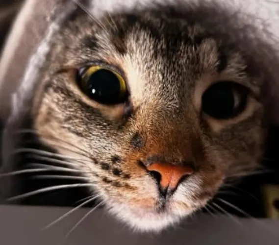 Just for Goblin, My Cat