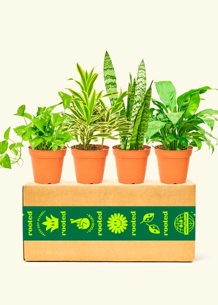 Breath of Fresh Air Box, Medium Plants