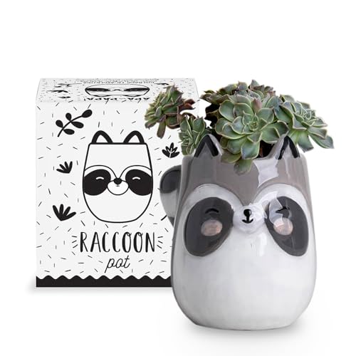 Apa la Papa, Racoon Animal Ceramic Planter for Indoor and Outdoors, 3 x 3 x 4 in., Cute Hand Painted Designed in Argentina, Convenient Drain Hole - Racoon