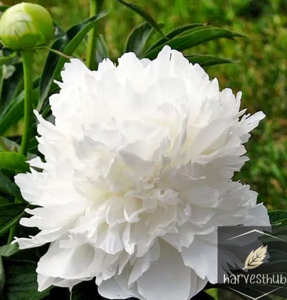 Peony White Double bare roots - 2 count