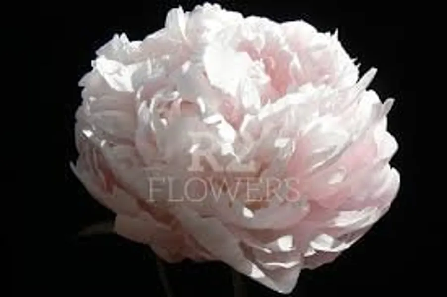 Moon River Peony, blush to white double form fragrant spring flowers-mid season bloomer, 3-5 eye bare root divisions-free ship