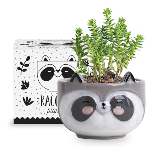 Apa la Papa, Racoon Animal Ceramic Planter, 5 x 5 x 4 in., Exclusive Ceramic Animal Planters for Indoor and Outdoors, Cute Hand Painted Designed in Argentina, Convenient Drain Hole - Racoon