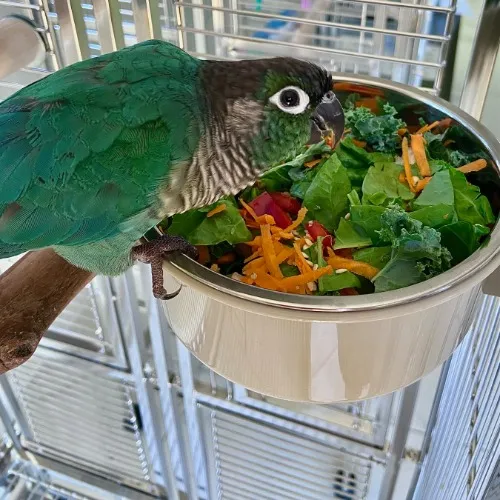 My feathered children's food/toys 