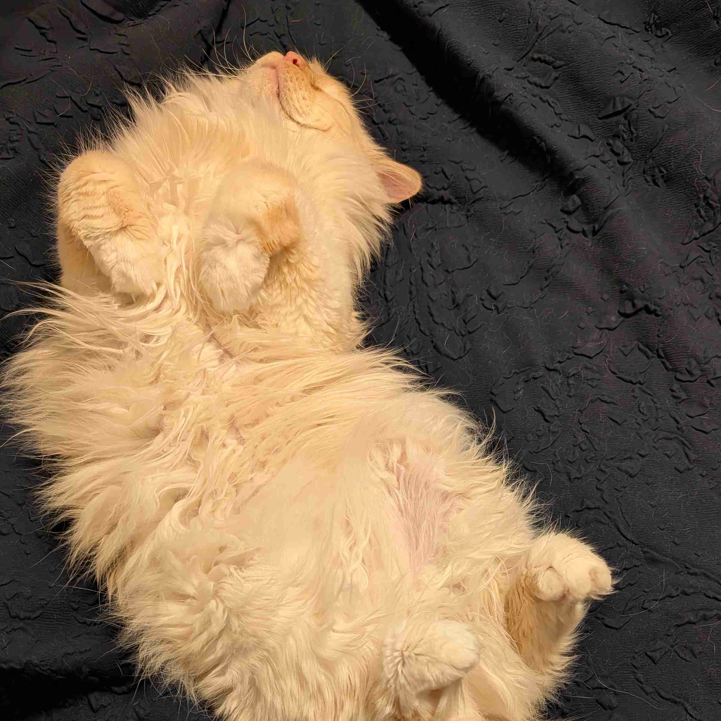 Spoil Empress and the Demon Child