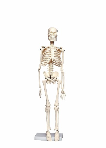 MYASKRO 45CM Science Fiction Human Anatomical Anatomy Skeleton Medical Teaching Model, White