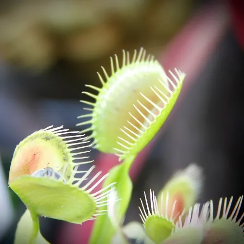 Carnivorous Plants Gift Card