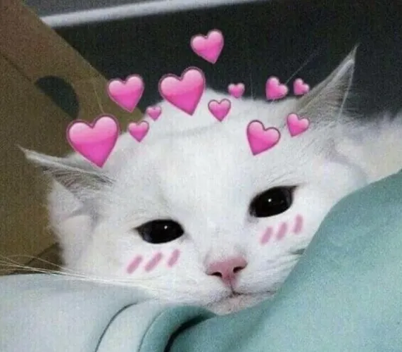 Kali is a good kitten!