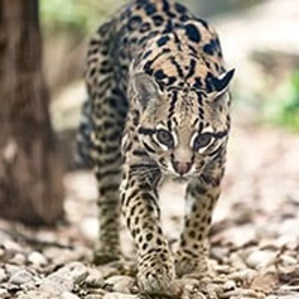 Adopt an Ocelot | Symbolic Adoptions from WWF