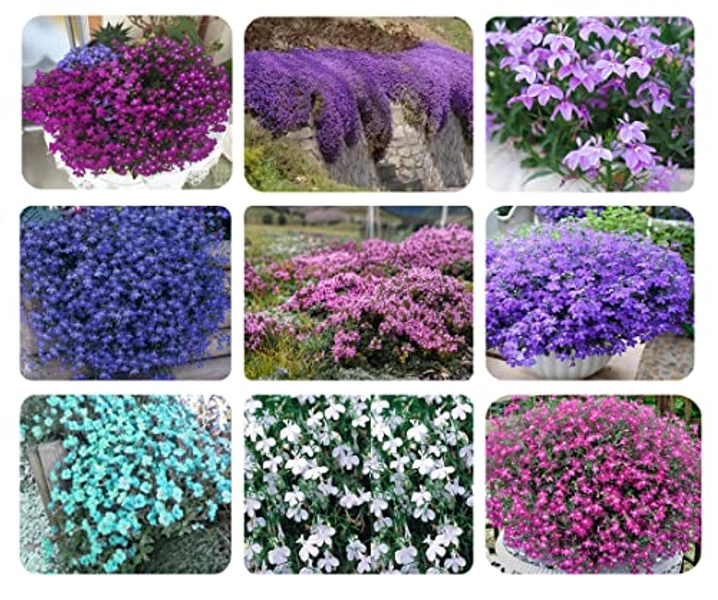 1000+ Mix Creeping Thyme Seeds for Planting, Thymus Serpyllum Heirloom, Ground Cover Plants Easy to Plant and Grow, Purple Red Green Blue Purple White Flowers