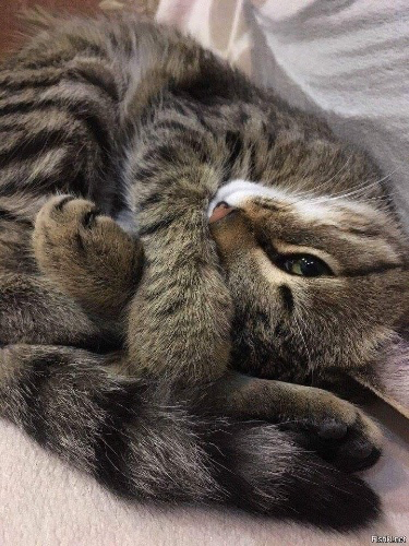 Treats for my chonky cat