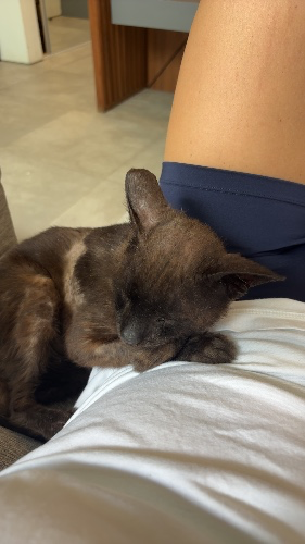 Sullys BHA Test 🐈‍⬛