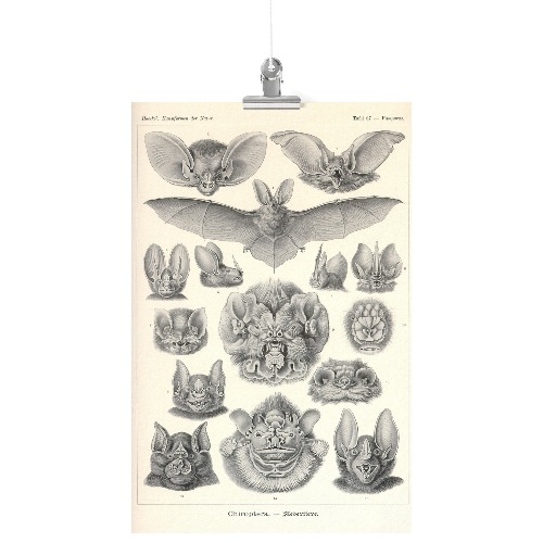 "Vampire Bats" by Ernst Haeckel Matte Poster - 11x17