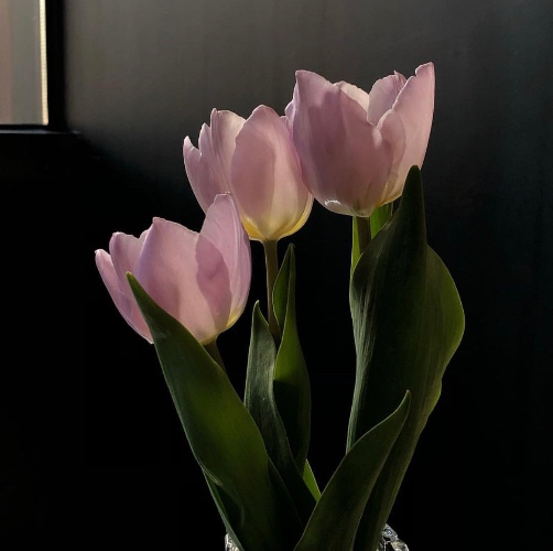 Buy me flowers 🌸 