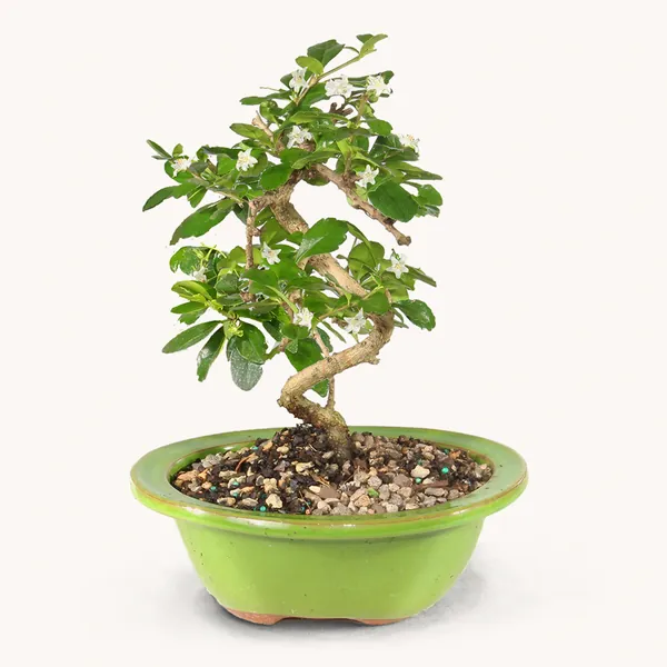 Fukien Tea