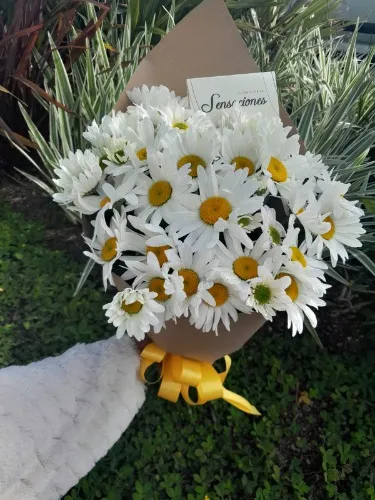 Bouquet of daisies