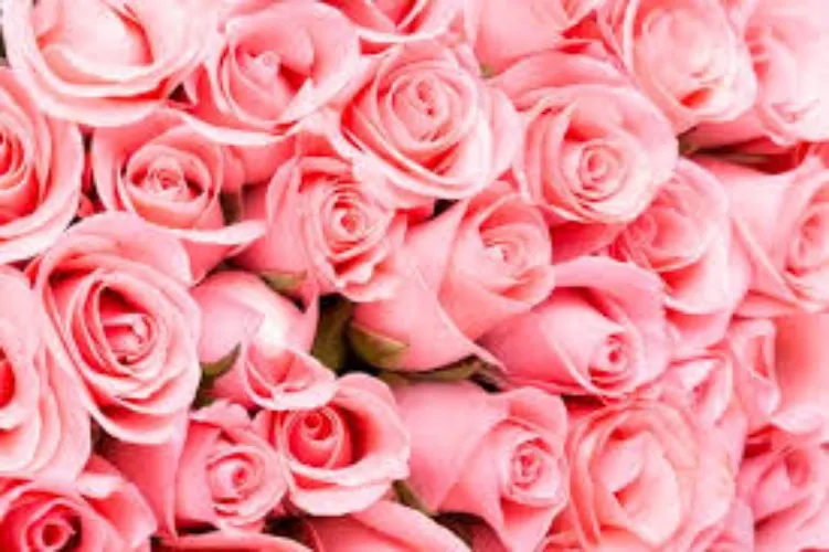 Roses for Miss😘💕