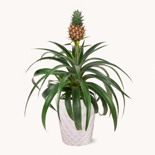 Pineapple Bromeliad - Regular Shipping