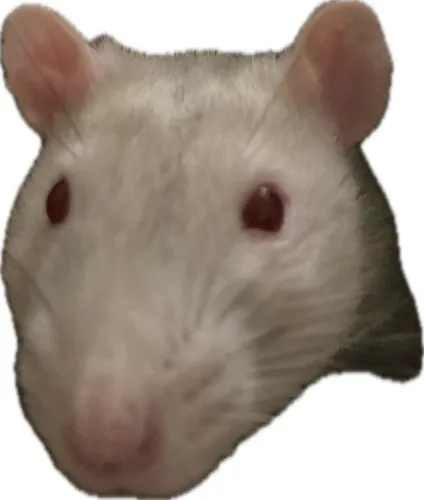 Treats for the ratty bois