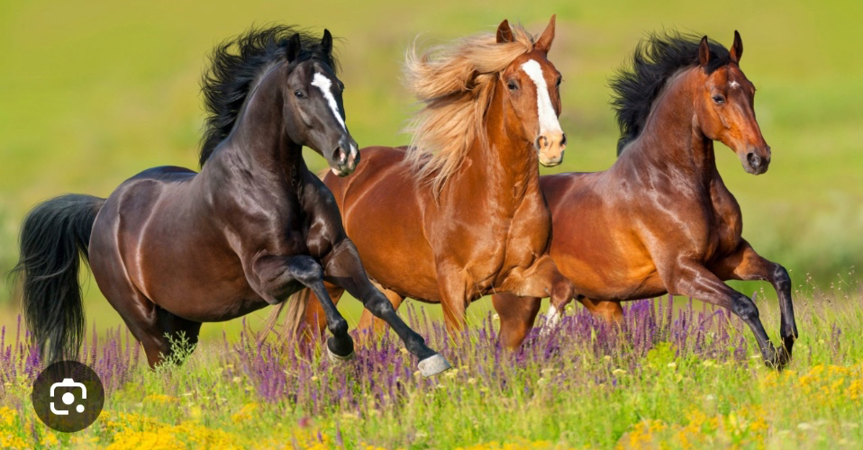 Back horse riding ❤️