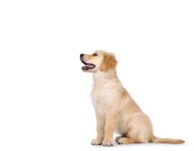 Good Boy