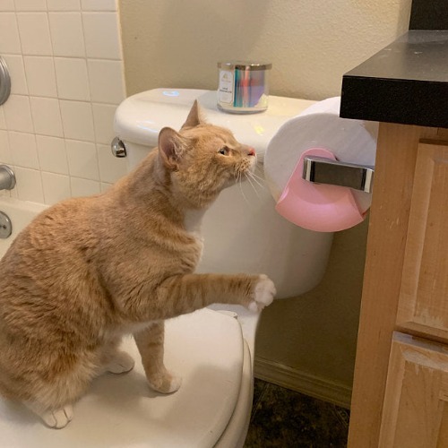 Toilet Paper Protector | Dog Proof Handy | Home Decor | Life Hack | Cat | Puppy | Toilet Roll | Funny | Useful | Gadget | Unique | Bathroom - Black