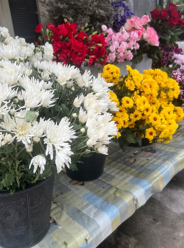 Flowers 🌺 