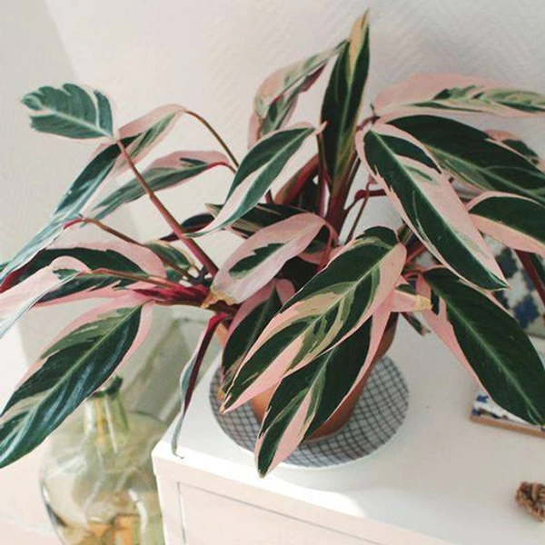 House Plant - Stromanthe Tricolour 120mm