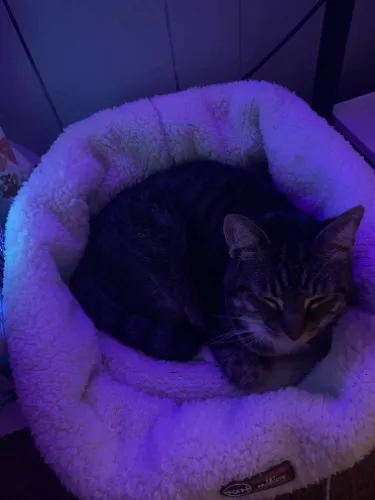 Cat Food for The Week!