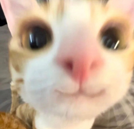 10€ kitty 