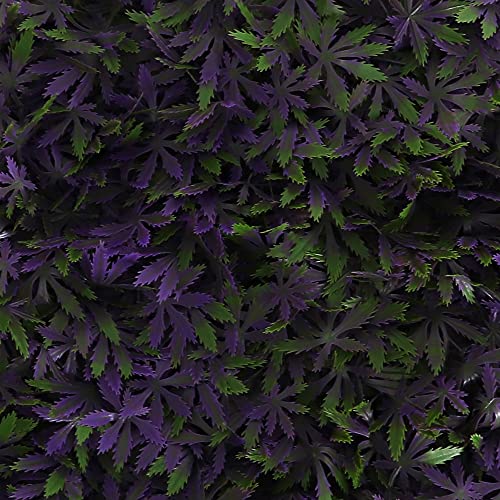Milltown Merchants Artificial Marijuana Pot Leaf Hedge - Fake Weed Plant - Smoke Shop Decor - Sound Diffuser Marijuana Wall Art - Topiary Cannabis Greenery Panels (12 Pack (Purple Haze))