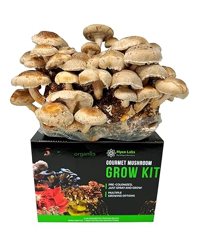 Organic Shiitake Mushroom Grow Kit | Large 5.5LB Fruiting Block | Easy Indoor Growing Kit