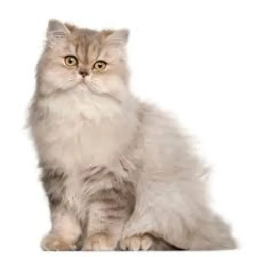 Persian cat