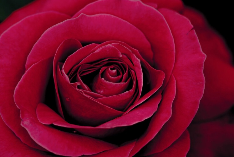 Birthday flowers 🌸 