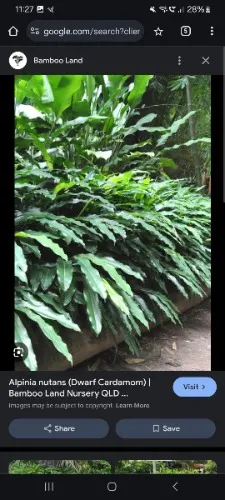 Contribute Toward Plants for the pool area