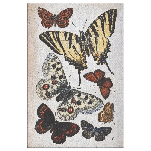 "Butterfly Illustration" by William S. Coleman Rectangle Canvas Wrap - 16x24 / 1.25