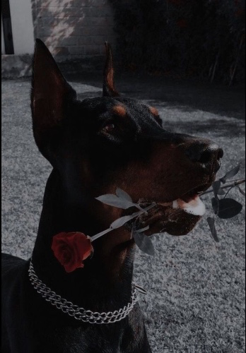 🌹