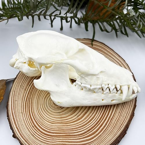 Taxidermy Real Animals Skull Decor - Model Animals Bones Specimen,Taxidermy Supplies for Science Education,Collection (Raccoon) - Raccoon Skull