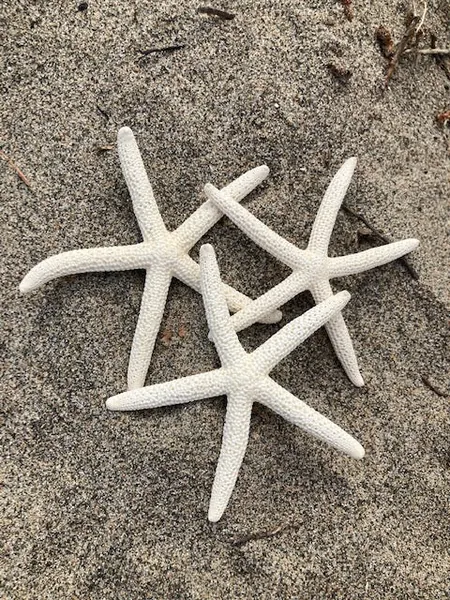 Lady Finger Starfish