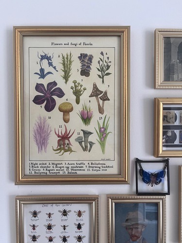 Flowers and fungi of Faerûn vintage flora print