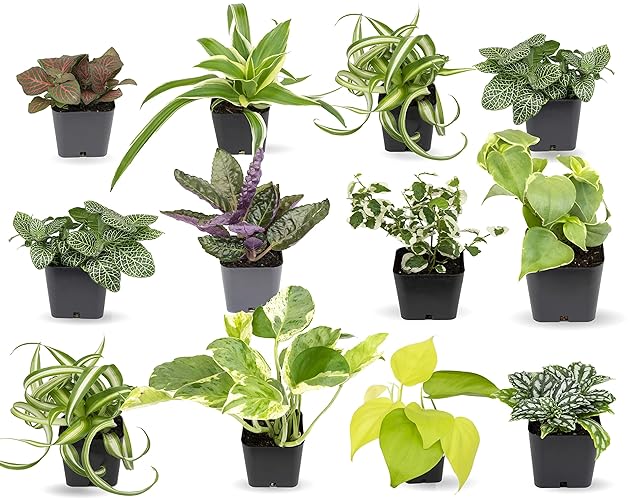 Easy to Grow Houseplants (12 Pack) Live House Plants in Plant Containers, Growers Choice Plant Set in Planters with Potting Soil Mix, Home Décor Planting Kit or Outdoor Garden Gifts by Plants for Pets - 12 Houseplants (2-inch Nursery Pots)