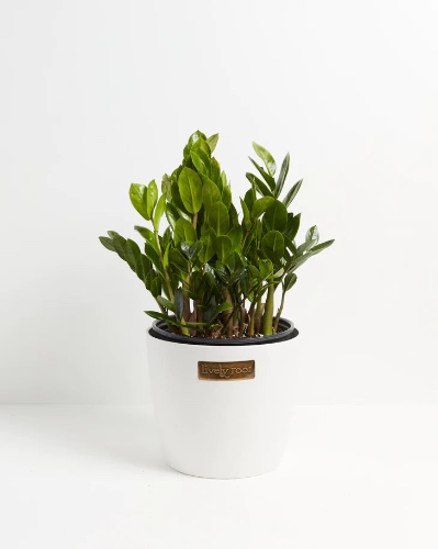 Extra Large ZZ Plant in Coconut Eco Pot | Extra Large