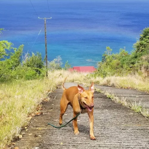 Dog Training