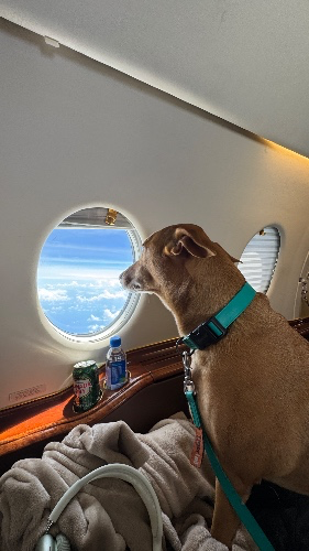 Pets travel paperwork 