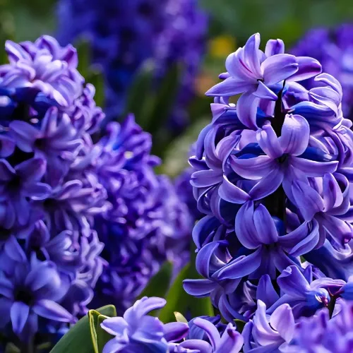 Hyacinth Bundle